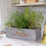Herb Window Box